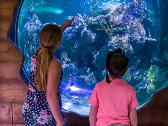 Two girls looking into a brightly lit reef tank