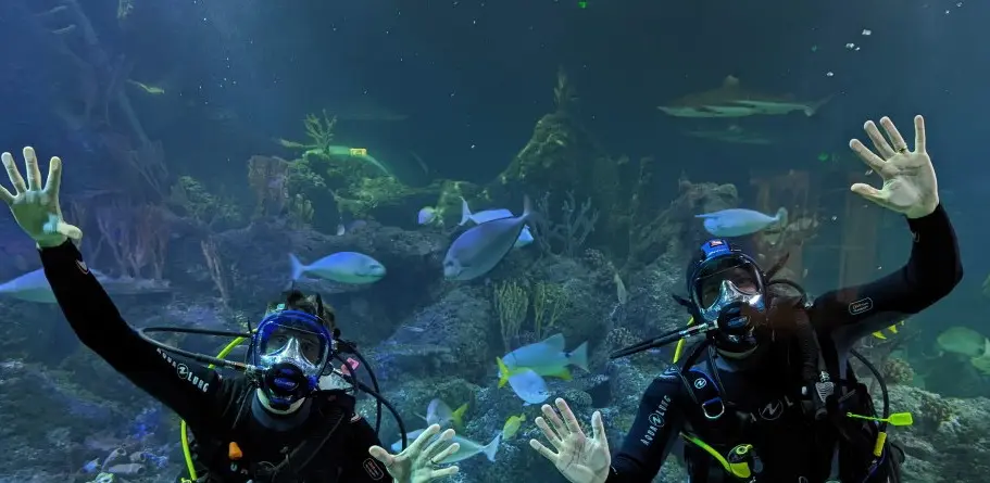 Two divers waving to the camera inside the shark tank