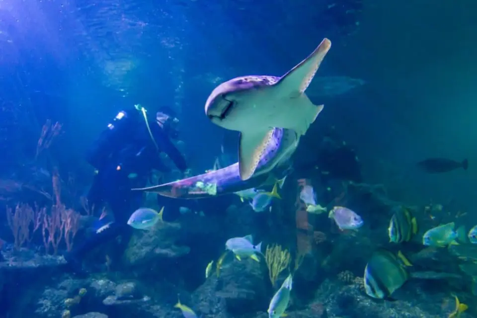 A shark swimming towards the camera with a diver watching from the reef behind