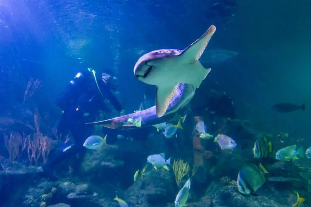 A shark swimming towards the camera with a diver watching from the reef behind