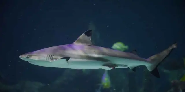 Black Tip Reef Shark swimming in the coral ocean Display at Skegness Aquarium